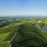 Come riciclare gli scarti del vino? Ci pensa la start up Vegea 16 Come riciclare gli scarti del vino