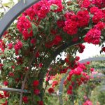 8 marzo: l'enologia d'autore si tinge di rosa 13 L'enologia d'autore si tinge di rosa: 8 marzo 2019