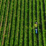 I vini di Mirabella: un percorso tra cibo e cultura in Franciacorta 12 vini di mirabella e la Franciacorta: cibo e cultura