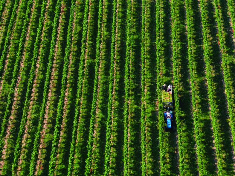 vini di mirabella e la Franciacorta: cibo e cultura