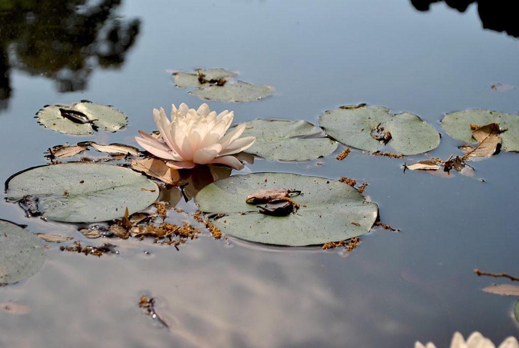 Mete spirituali: Genova, Villa Durazzo Pallavicini e il giardino esoterico 1 Famelici_Villa Durazzo Pallavicini_ninfee_giardino _esoterico