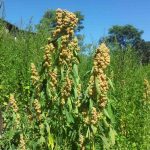 dimmi tutto sulla quinoa