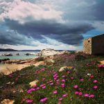 Quando andare a La Maddalena? Ora. Per godere il trionfo della natura 9 quando andare a la maddalena per scoprire i colori della Sardegna