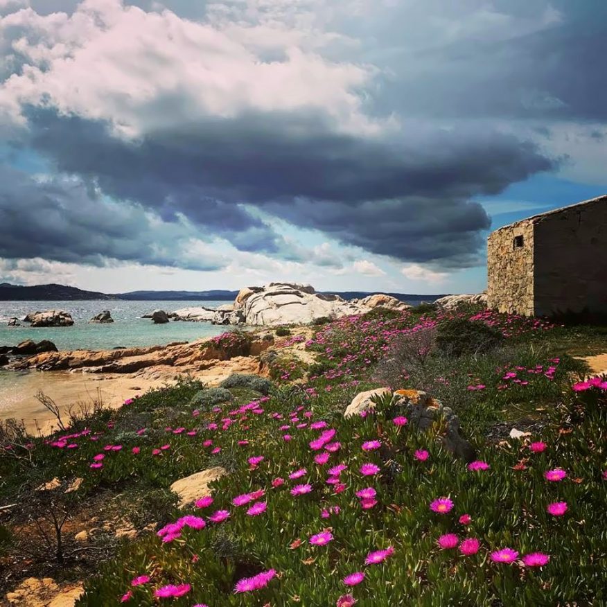 Quando andare a La Maddalena? Ora. Per godere il trionfo della natura 7 quando andare a la maddalena per scoprire i colori della Sardegna