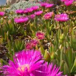 Estate in Gallura: viaggio gourmet nel Nord della Sardegna 4 Gallura 5 sensi