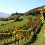 Gutturnio, il rosso dei colli piacentini: origini, caratteristiche del vigneto e abbinamenti