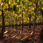 Bulichella: l'arte di osare. Dalle moto al vino. Dal Giappone all'Italia 8 Bulichella quando la cultura enologica italiana incontra la cultura giapponese
