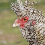 5 motivi per cui la gallina di Polverara è da conoscere (+ ricetta) 13 gallina di Polverara: 5 motivi per conoscerla