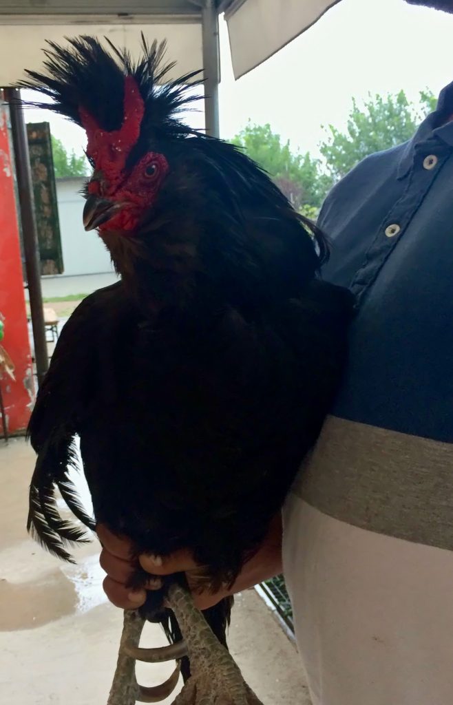 gallina di polverara