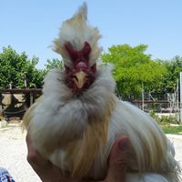 gallina di Polverara: 5 motivi per conoscerla
