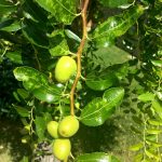 Famelicamente bevuto: il brodo di giuggiole ad Arquà Petrarca in una bella cornice tra erbe spontanee e frutta selvatica 8 il _brodo_ di_ giuggiole _ad _arqua_ petrarca