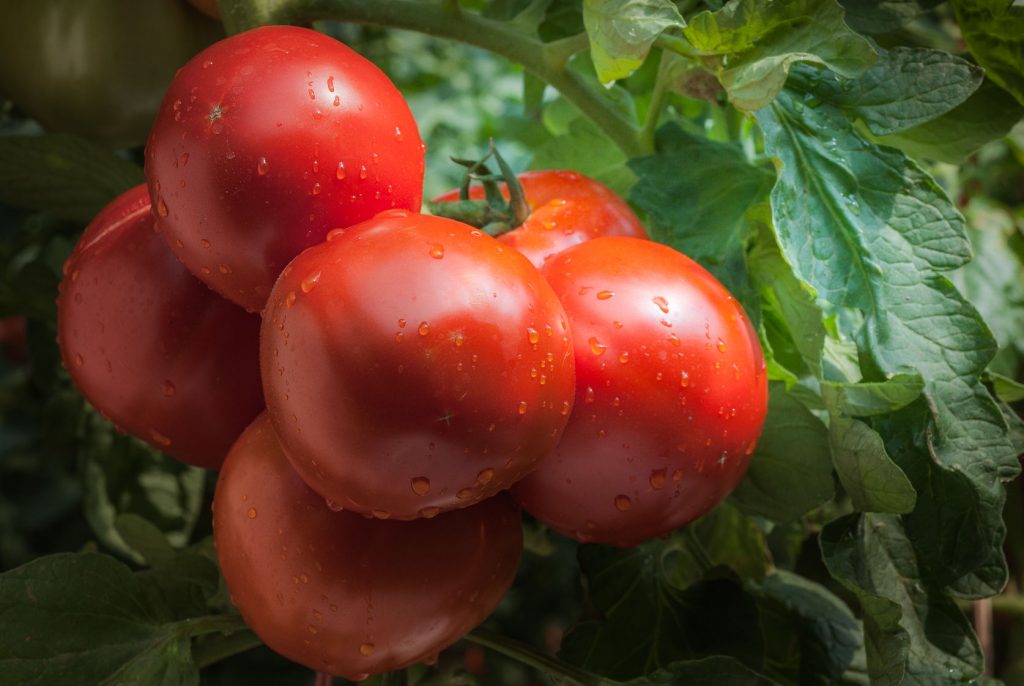 Cantine, agriturismi, ristoranti: il programma gourmet di Parma, Piacenza e Reggio Emilia 2 Parma, Piacenza e reggio Emilia: pomodori