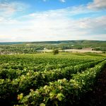 Lo Champagne dell'Aube,