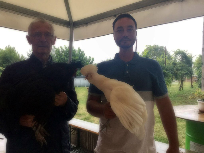 gallina di Polverara