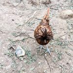 Allevamenti intensivi e Covid: aprire urgentemente un dibattito 9 gallina di Polverara: le differenze con la gallina padovana