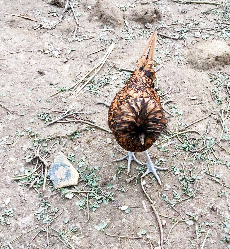 gallina di Polverara: le differenze con la gallina padovana