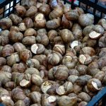 Le lumache alla bobbiese come le mangi solo a Bobbio (+ ricetta) 10 Le lumache alla bobbiese