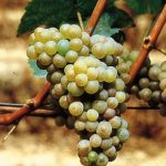 In nome di cibo e cultura: 3 vini bianchi del Piemonte da podio 9 vini bianchi del piemonte: arneis