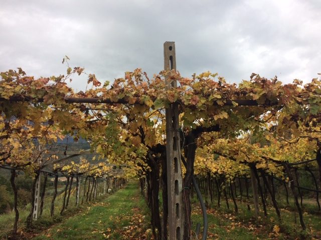 Il Pinot Nero di Monte Zovo spiegato da Riccardo Cotarella