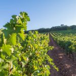 Wine Tourism: 12 mesi, 12 idee per scoprire l'Italia
