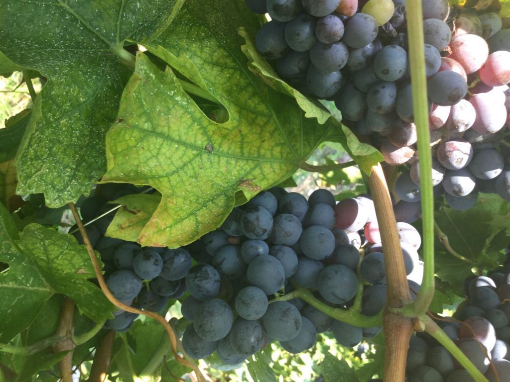 Wine Tourism: alla scoperta della Valpolicella e dell'Amarone 1 alla scoperta della Valpolicella e dell'Amarone