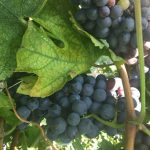 Wine Tourism: alla scoperta della Valpolicella e dell'Amarone 8 alla scoperta della Valpolicella e dell'Amarone