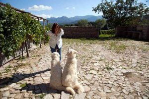 Femina Agabbadòra: tenuta muscazega