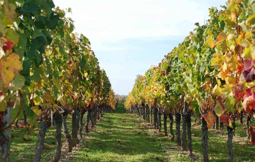 Fiano, il vino aristocratico. i vigneti