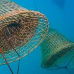 Nesos, il vino degli abissi dell'isola d'Elba