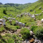 coltivare la carne: un nuovo modo di allevare gli animali