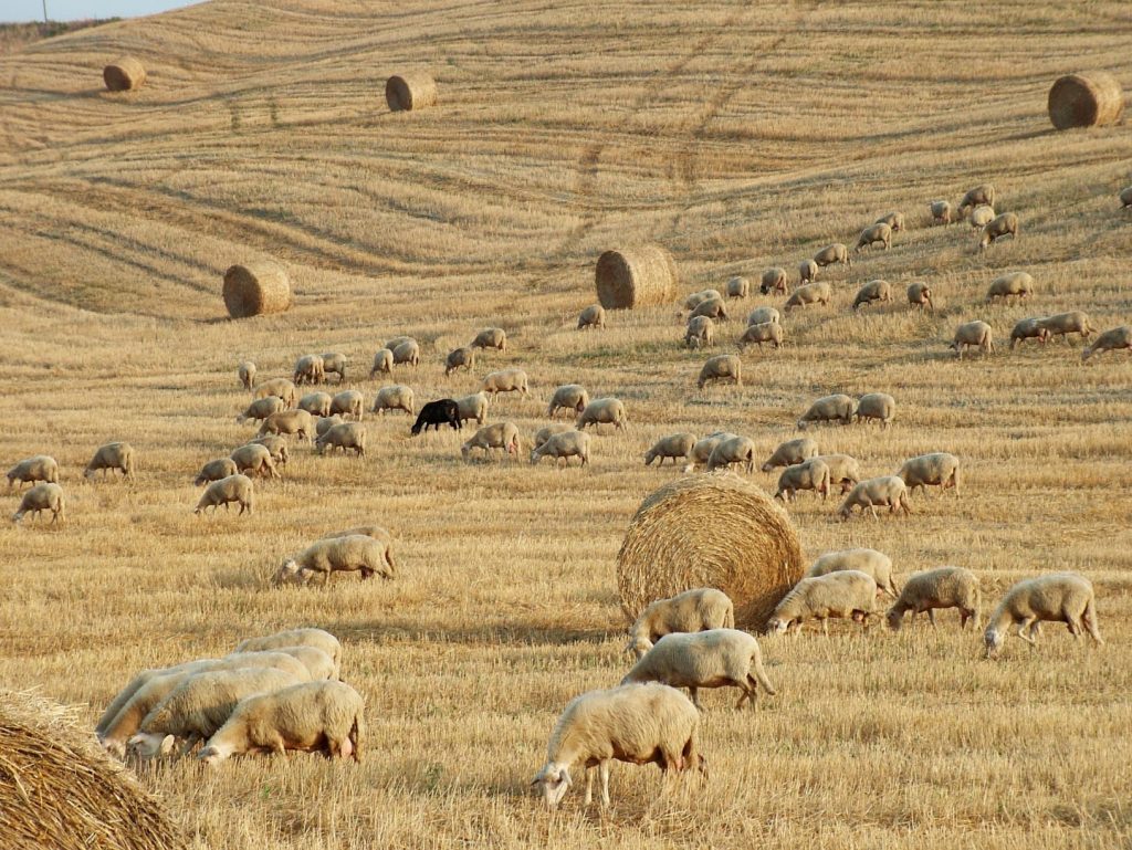 borghi gita: Chianni e le colline toscane
