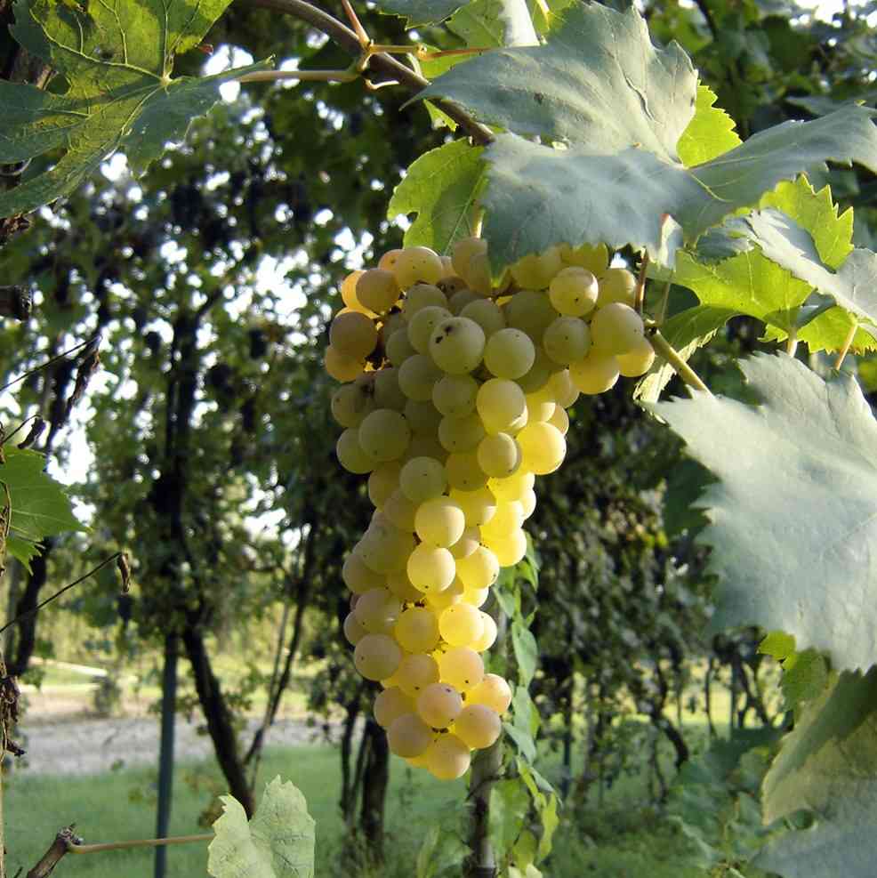 In nome di cibo e cultura: 3 vini bianchi del Piemonte da podio 2 vini bianchi piemontesi: roero arneis