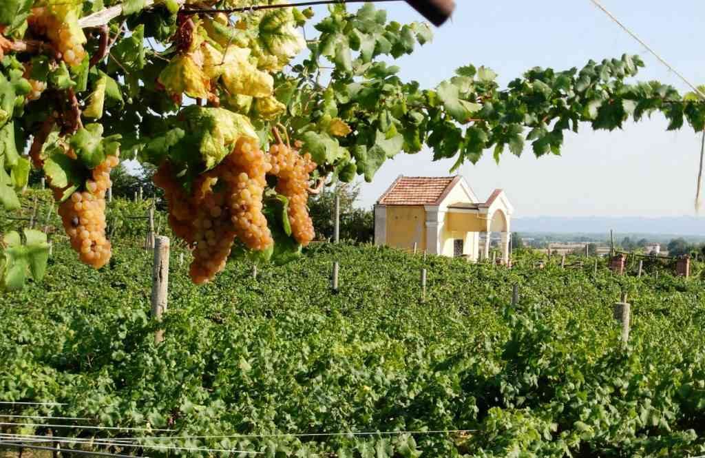 In nome di cibo e cultura: 3 vini bianchi del Piemonte da podio 3 vini bianchi piemontesi: erbaluce