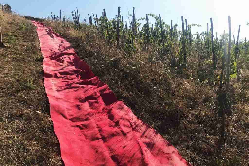 visioni di Toscana - La Maliosa passatoia rossa in vigna eroica