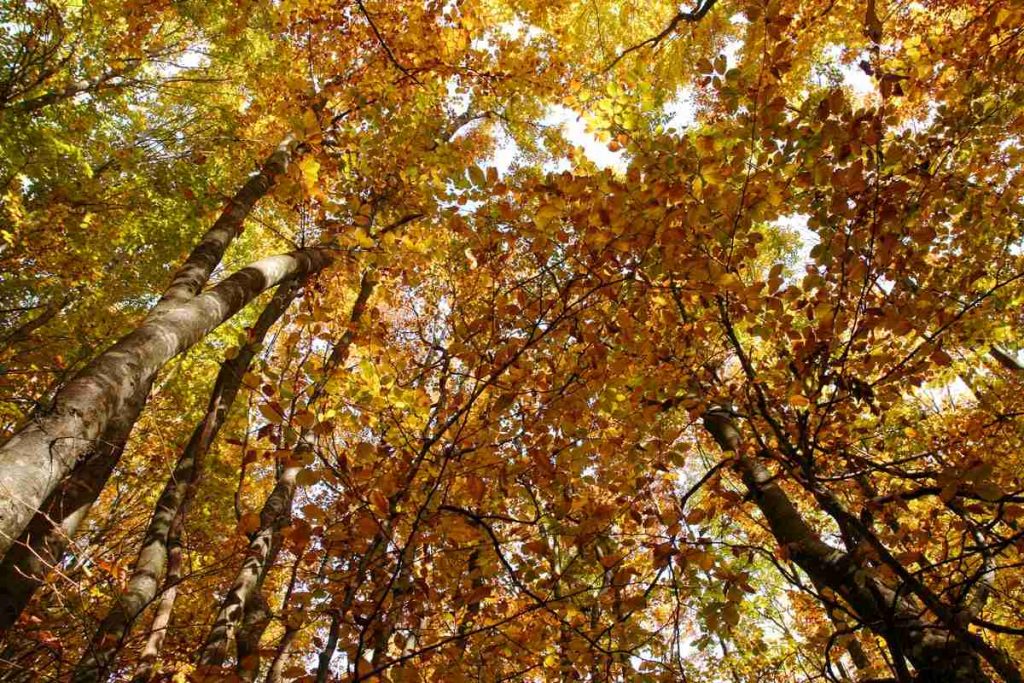 dizionario autunnale foliage