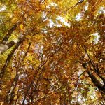 Dizionario autunnale, l'ABC famelico in nome di cibo e cultura 8 dizionario autunnale foliage