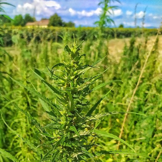 Canapa, cosa è e come utilizzarla a tavola. Ce lo dice l'azienda agricola Landini 2 canapa cosa è e come utilizzarla a tavola