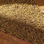 Canapa, cosa è e come utilizzarla a tavola. Ce lo dice l'azienda agricola Landini 8 canapa cosa è e come utilizzarla a tavola