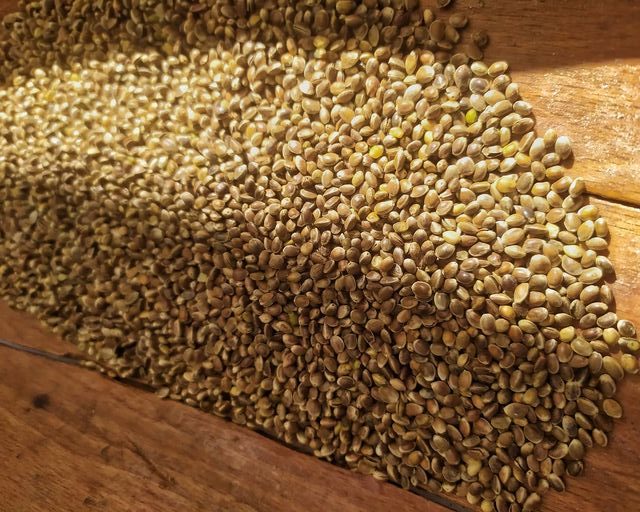 Canapa, cosa è e come utilizzarla a tavola. Ce lo dice l'azienda agricola Landini 13 canapa cosa è e come utilizzarla a tavola