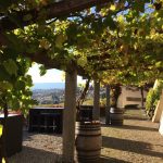 Storie di vino e cultura: la vite, una vera nobildonna 9 storie di vino e cultura: la vite. Una first lady, una nobildonna che sa di essere amata e ricercata da tutti? La vite. Ma la conosciamo veramente?