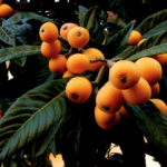 frutto-dimenticato-nespola