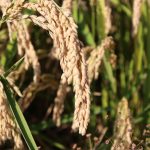 Storia del riso: il viaggio dell’oryza sativa dall’Oriente all’Occidente 8 Storia del riso: il viaggio dell’oryza sativa dall’Oriente all’Occidente