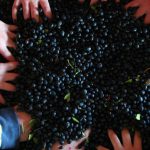Il mirto, il liquore tipico della Sardegna. Ricetta e storia 8 mirto liquore tipico della Sardegna. Ricetta e storia