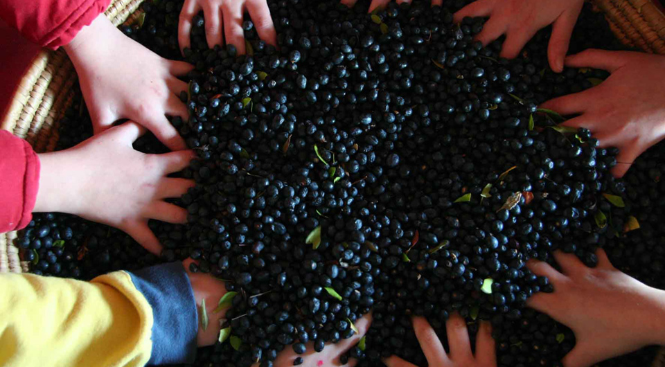 mirto liquore tipico della Sardegna. Ricetta e storia