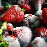 Come prevenire ed eliminare la muffa sui cibi 10 come prevenire ed eliminare la muffa sui cibi