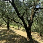 Agraria Riva del Garda l'eccellenza dell'olio