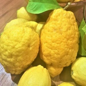 limoni in costiera amalfitana