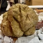 tartufo bianco fiera alba