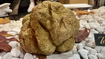 tartufo bianco fiera alba