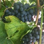 icewine, vini di ghiaccio. Cosa sono e come si producono